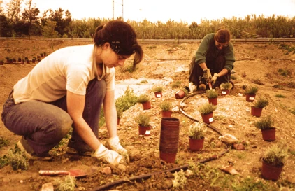 Plantation des lavandes et lauriers à l'attraction la Forêt Enchantée au parc Fantassia