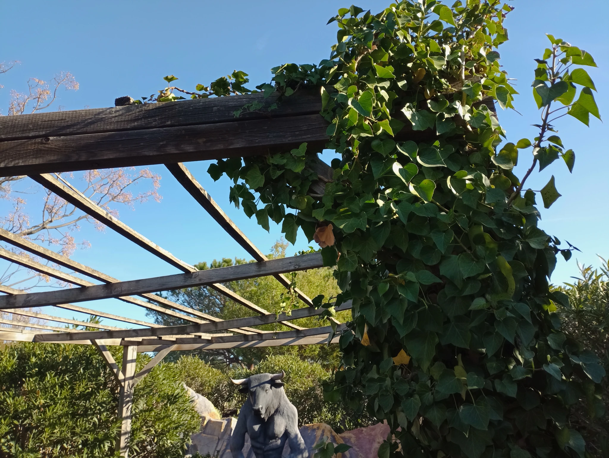 Climbing ivy to make shadow at Fantassia park